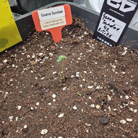 513Grow