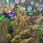 513Grow