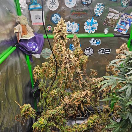 513Grow