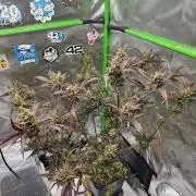 513Grow