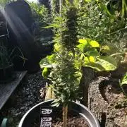 513Grow Outdoor