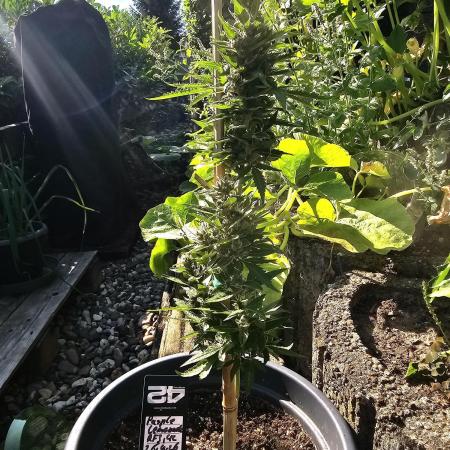 513Grow Outdoor