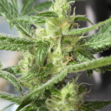 Gelato Auto Living Soil Spring Grow