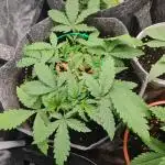 Tangie