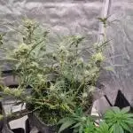 Tangie