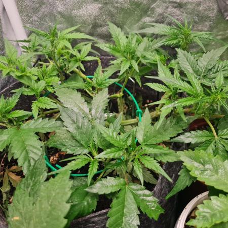 Tangie
