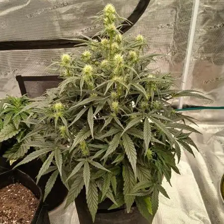 First time w/ Mephisto (Double Grape)