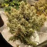 First time w/ Fast Buds (Z-Up)