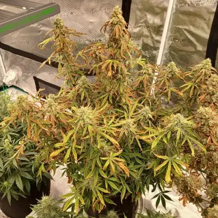 First time w/ Mephisto (Mango Smile)