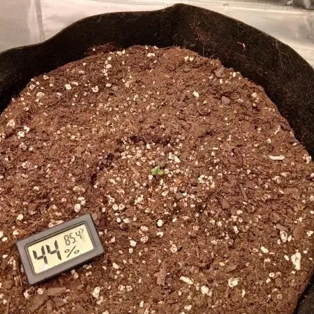 First time w/ Fast Buds - Apple Strudle