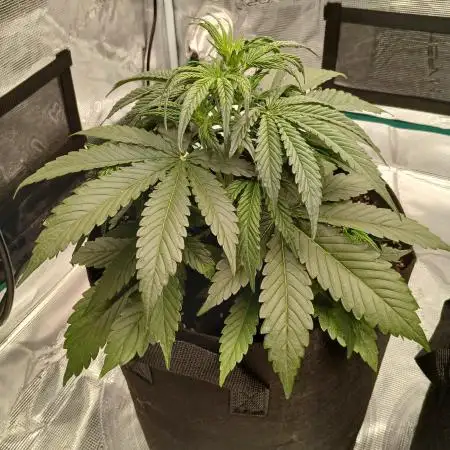 First time w/ Fast Buds - Gorilla Z