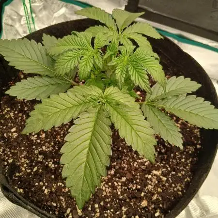 First time w/ Fast Buds - Frostbanger