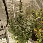 2nd w/ Fast Buds - Banana Purple Punch