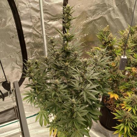 2nd w/ Fast Buds - Banana Purple Punch