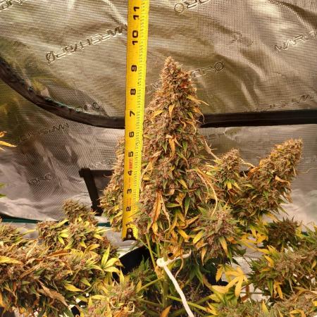 Strawberry Nuggets x Pink Panama-Freebie