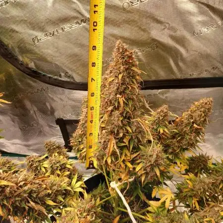 Strawberry Nuggets x Pink Panama-Freebie