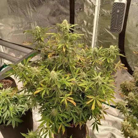 First time w/ Mephisto (Mango Smile)