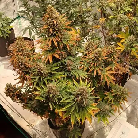 First w/ Fast Buds-Lemon Cherry Cookies