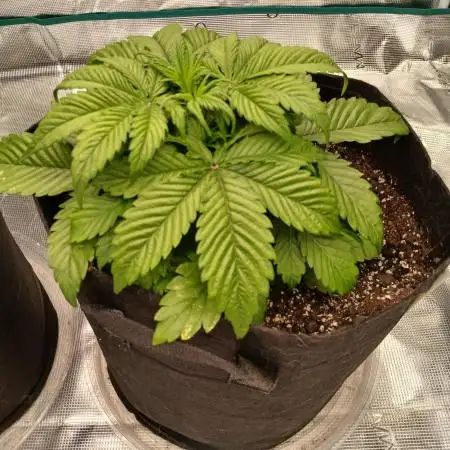 First time w/ Mephisto (Mango Smile)