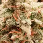 First time w/ Fast Buds (Z-Up)