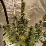 2nd w/ Fast Buds - Banana Purple Punch