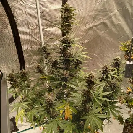 2nd w/ Fast Buds - Banana Purple Punch