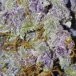 Strawberry Nuggets x Pink Panama-Freebie