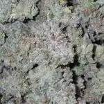 First time w/ Mephisto (Mephisto's Wedding)