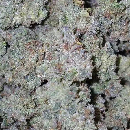 First time w/ Mephisto (Mephisto's Wedding)