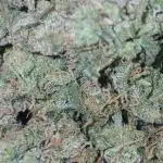 First time w/ Fast Buds (Z-Up)