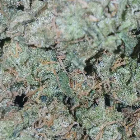 First time w/ Fast Buds (Z-Up)