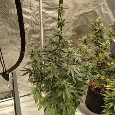 2nd w/ Fast Buds - Banana Purple Punch