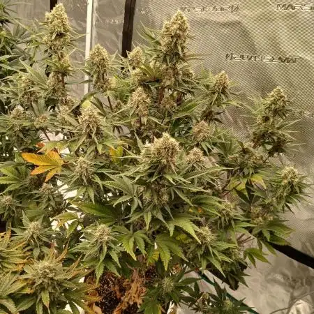 First time w/ Fast Buds - Frostbanger