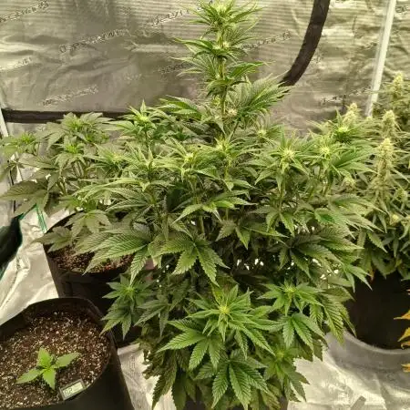 First w/ Fast Buds-Lemon Cherry Cookies