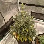 First time w/ Fast Buds - Gorilla Z