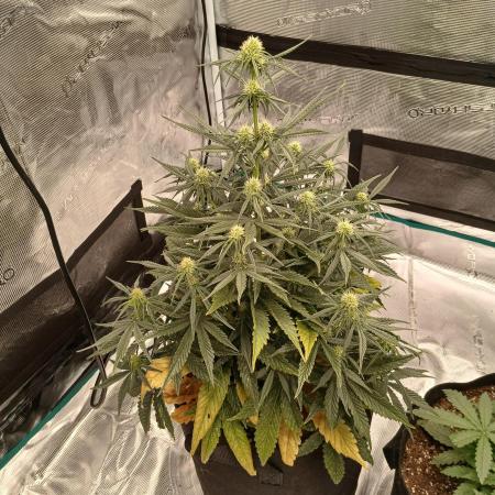 First time w/ Fast Buds - Gorilla Z