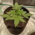 2nd w/ Fast Buds - Banana Purple Punch
