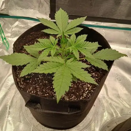 2nd w/ Fast Buds - Banana Purple Punch