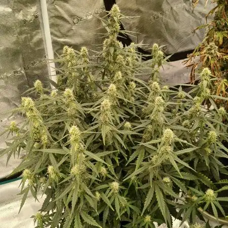 First time w/ Fast Buds (Z-Up)