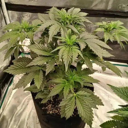 First time w/ Fast Buds - Frostbanger