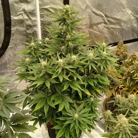 First w/ Fast Buds-Lemon Cherry Cookies