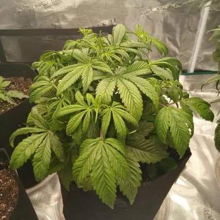 First time w/ Mephisto (Mango Smile)