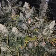Skywalker x Ripley OG - FREEBIES