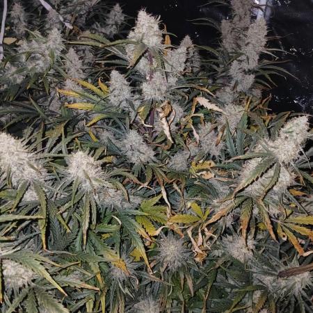 Skywalker x Ripley OG - FREEBIES