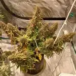 Strawberry Nuggets x Pink Panama-Freebie