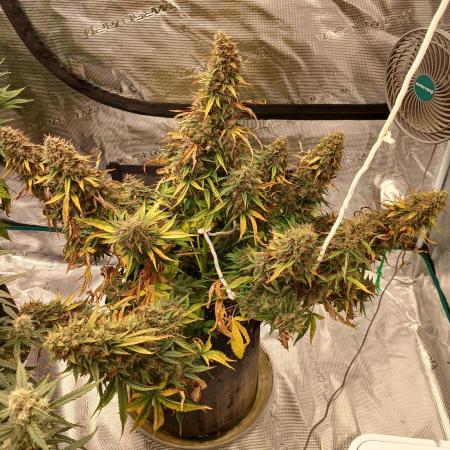 Strawberry Nuggets x Pink Panama-Freebie