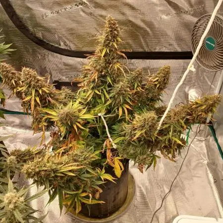 Strawberry Nuggets x Pink Panama-Freebie