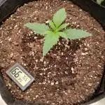 First time w/ Fast Buds - Gorilla Z