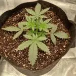 First time w/ Fast Buds - Apple Strudle