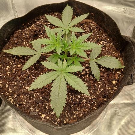 First time w/ Fast Buds - Apple Strudle